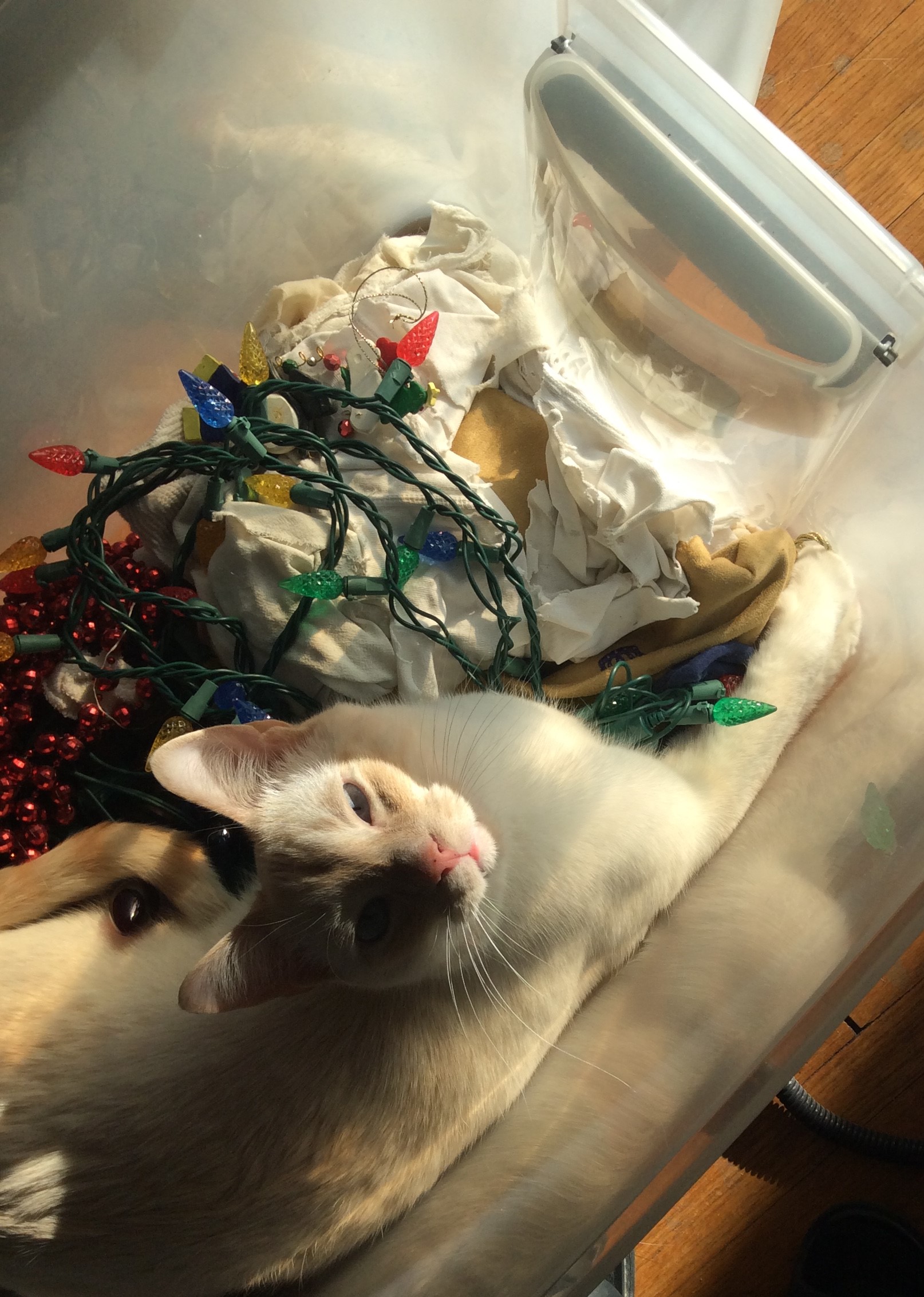 Christmas Trees & Cats Don’t Mix Two People & A Cat